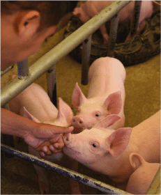 Pig